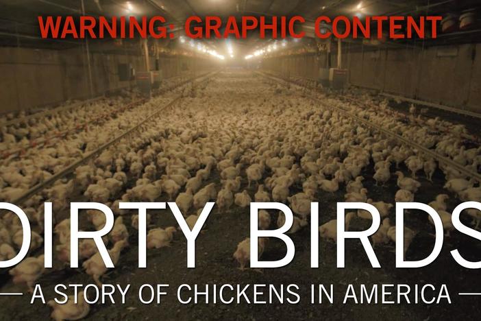Dirty Birds: A Story of Chickens in America: asset-mezzanine-16x9