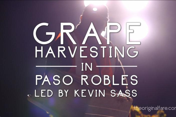 Grape Harvesting in Paso Robles: asset-mezzanine-16x9