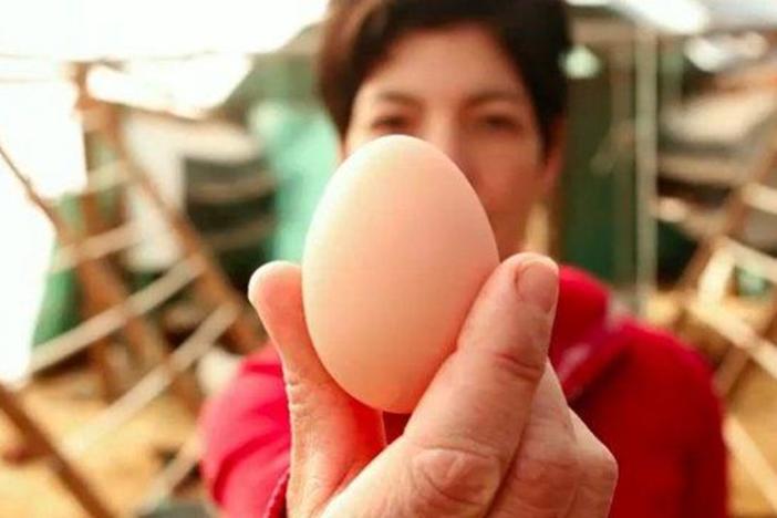 2013 Festival | The Story of an Egg: asset-mezzanine-16x9