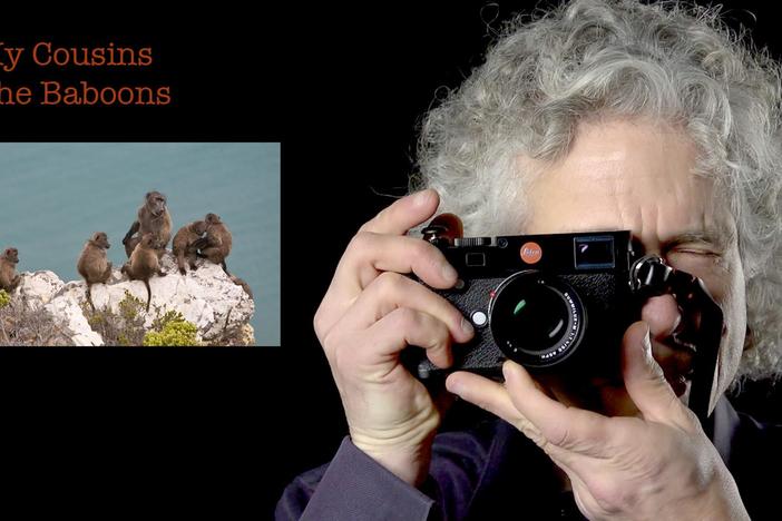 Steven Pinker: My Cousins The Baboons: asset-mezzanine-16x9