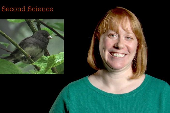 30 Second Science: Danielle Whittaker: asset-mezzanine-16x9