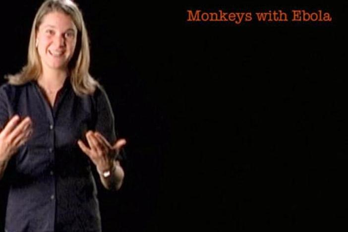Eva Vertes: Monkeys with Ebola: asset-mezzanine-16x9