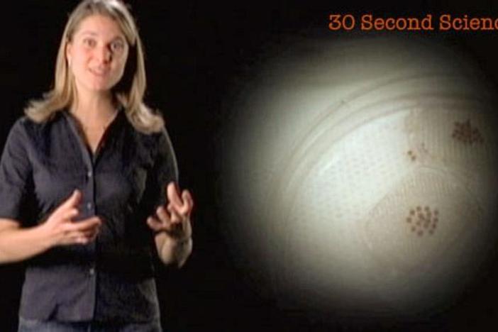 Eva Vertes: 30 Second Science: asset-mezzanine-16x9