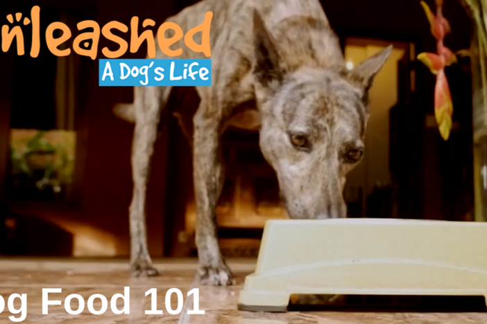 Dog online food 101