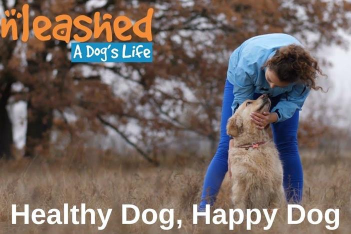 Healthy Dog, Happy Dog: asset-mezzanine-16x9