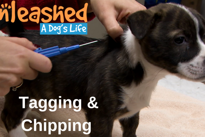 Tagging and Chipping Your Dog: asset-mezzanine-16x9