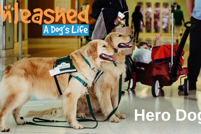 Hero Dogs: asset-mezzanine-16x9