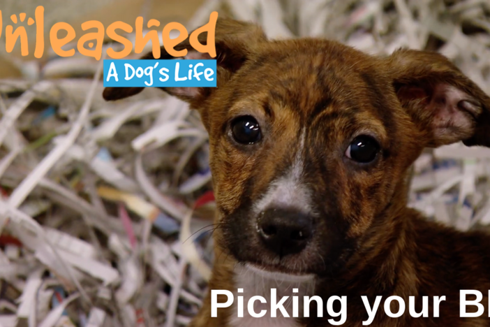 Picking Your BFF (Best Fur Friend): asset-mezzanine-16x9