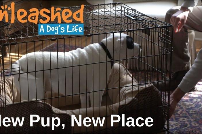 New Pup, New Place: asset-mezzanine-16x9