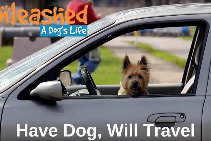 Have Dog, Will Travel: asset-mezzanine-16x9