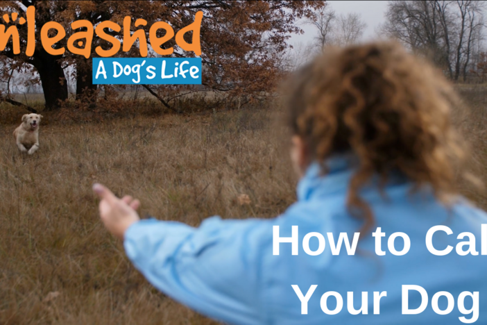 How To Call Your Dog: asset-mezzanine-16x9