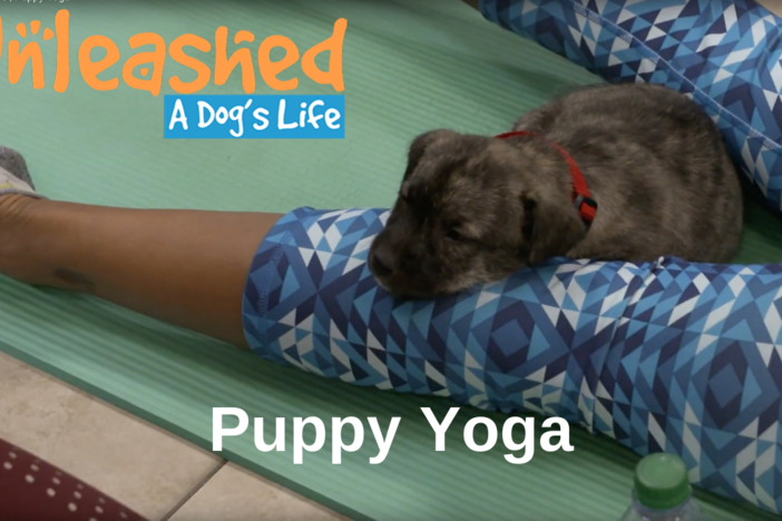 Puppy Yoga: asset-mezzanine-16x9