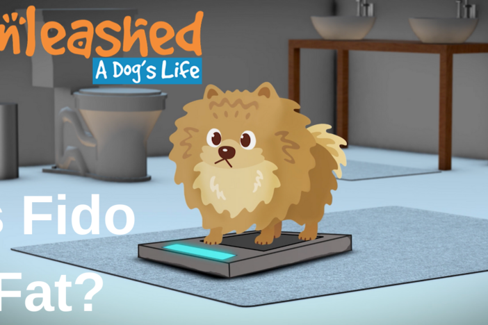 Is Fido Fat?: asset-mezzanine-16x9