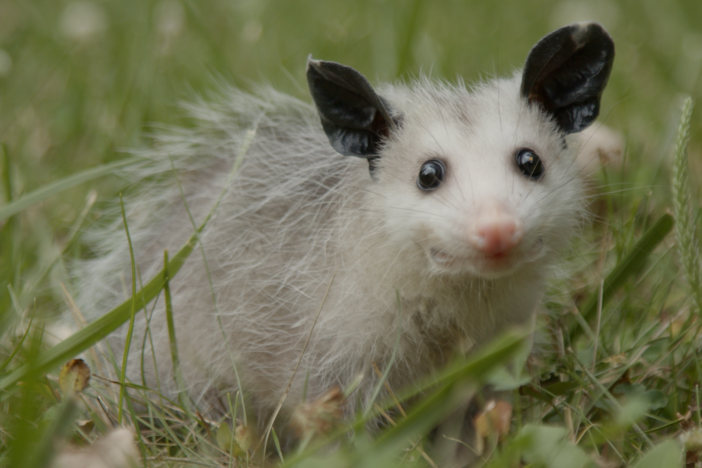 Mythbusting Opossum Facts | Backyard Nature: asset-mezzanine-16x9