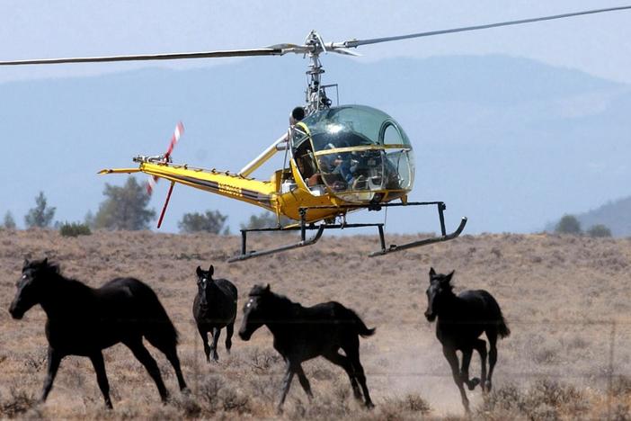 Horses: Wild, But Not Free: asset-mezzanine-16x9