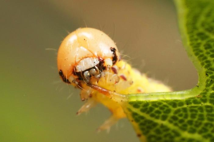 These Silk-Swinging Caterpillars Will Ruin Your Picnic: asset-mezzanine-16x9
