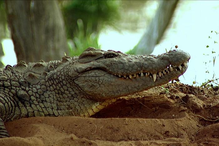 The Reptiles: Alligators and Crocodiles: asset-mezzanine-16x9