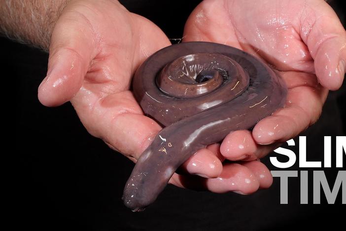 How Hagfish Unleash a Torrent of Slime: asset-mezzanine-16x9