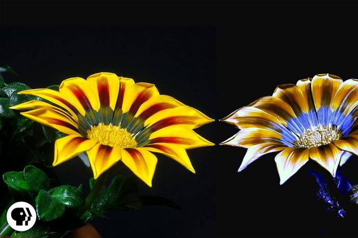How Bees Can See the Invisible: asset-mezzanine-16x9