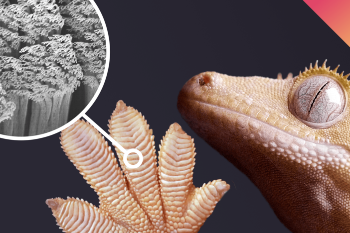 Why Geckos Are Sticky Without Being Sticky: asset-mezzanine-16x9