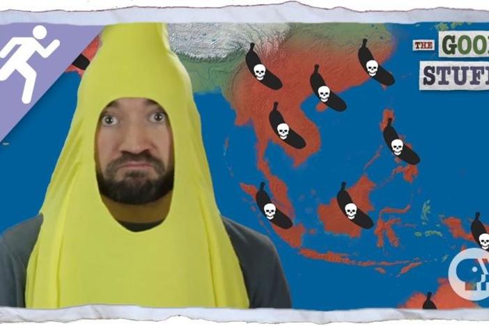 Will Bananas be Wiped Out By Disease?: asset-mezzanine-16x9