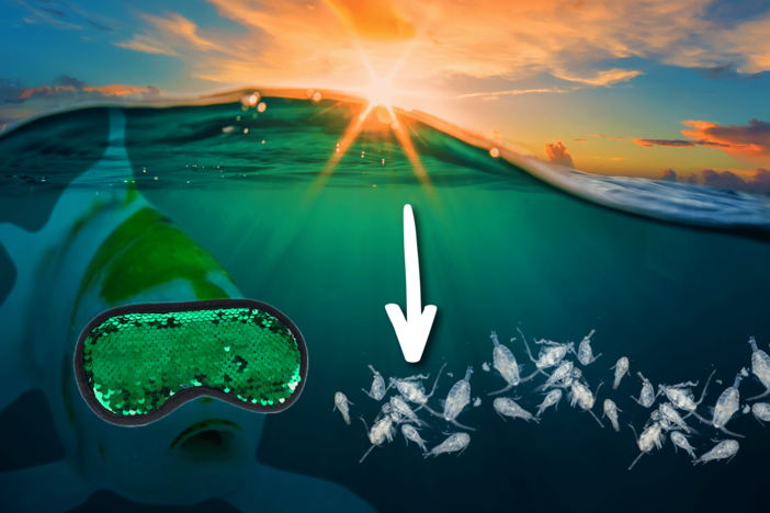 The Mystery Behind Earth’s Most Epic Migration: asset-mezzanine-16x9