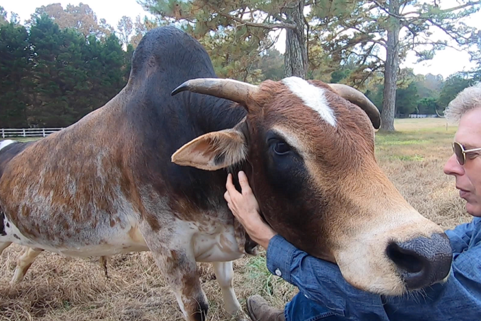 Glioblastoma, Proteomics, and Brain Science in Cows: asset-mezzanine-16x9