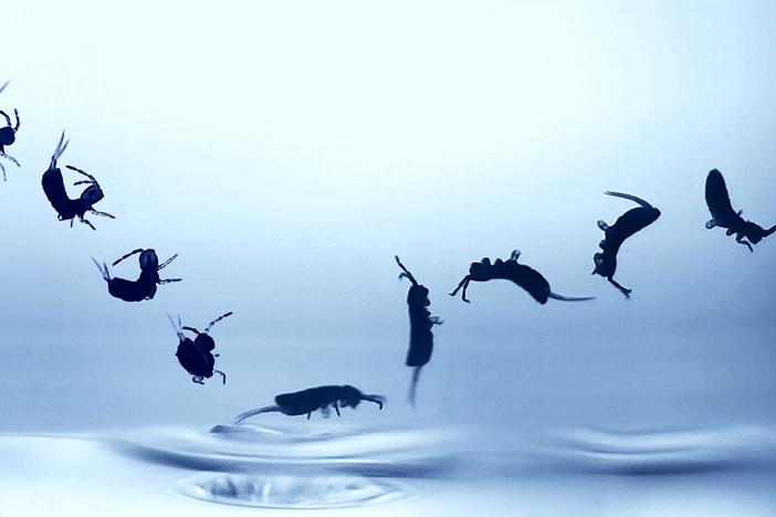 Springtails Do Their Own Stunts: asset-mezzanine-16x9