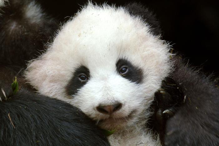 Pandas: Born to be Wild: asset-mezzanine-16x9