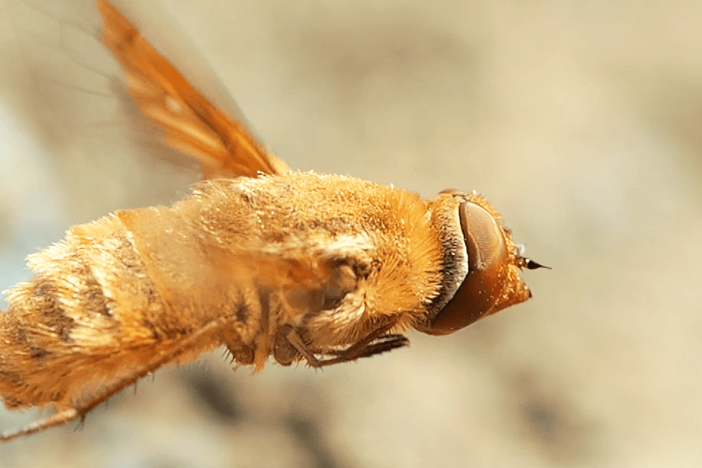 This Fly Torpedoes a Bindweed Bee's Nest: asset-mezzanine-16x9
