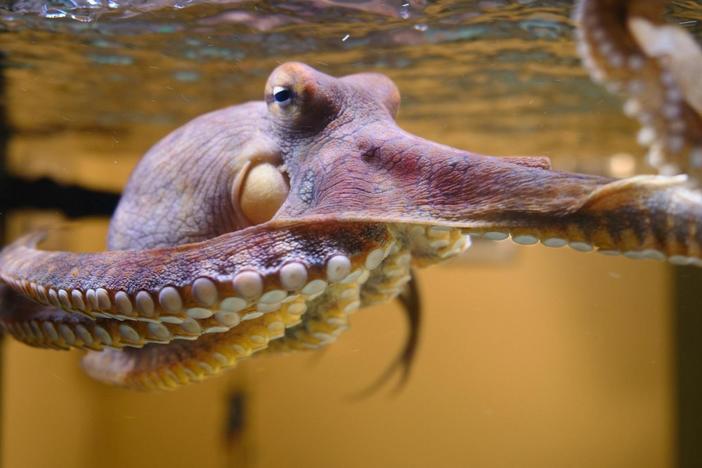 Octopus: Making Contact: asset-mezzanine-16x9
