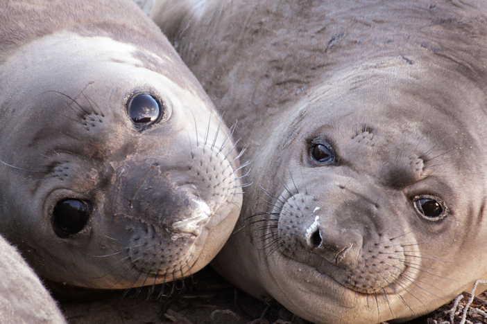 Oceans | Animals with Cameras: asset-mezzanine-16x9