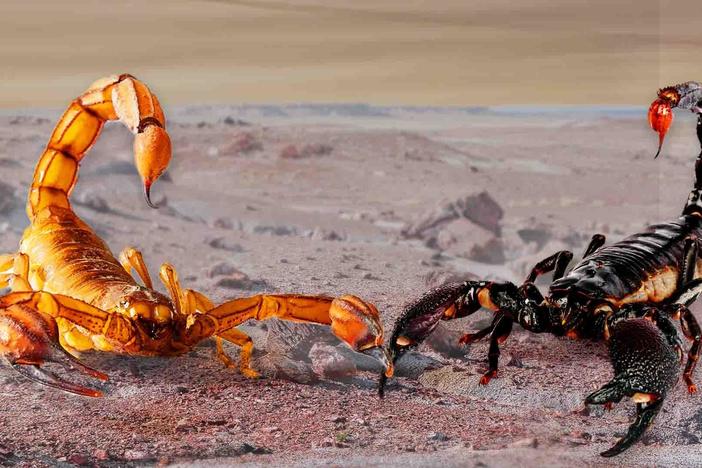 How Scorpions Became Earth’s Ultimate Survivors: asset-mezzanine-16x9