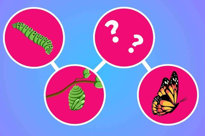 The Truth About Butterfly Metamorphosis (It's Very Weird): asset-mezzanine-16x9