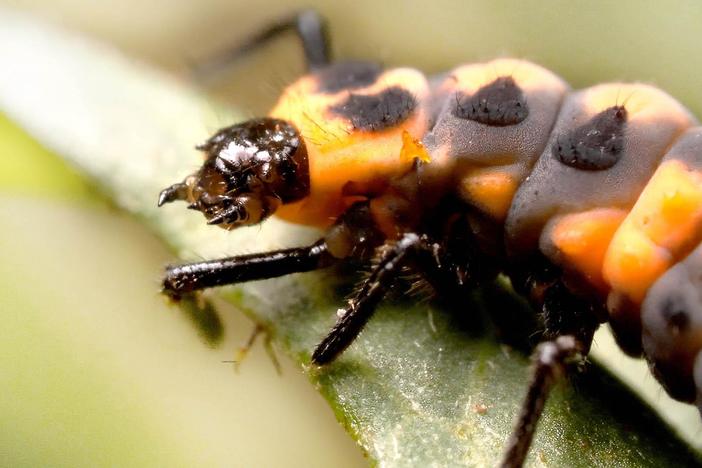 Watch Ladybugs Go From Goth to Glam: asset-mezzanine-16x9