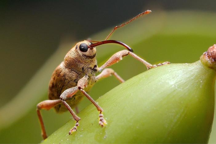 This Weevil Has Puppet Vibes But Drills Like a Power Tool: asset-mezzanine-16x9