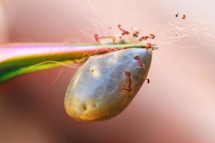 Dog Ticks Are Changing Their Diet. You’re on the Menu: asset-mezzanine-16x9