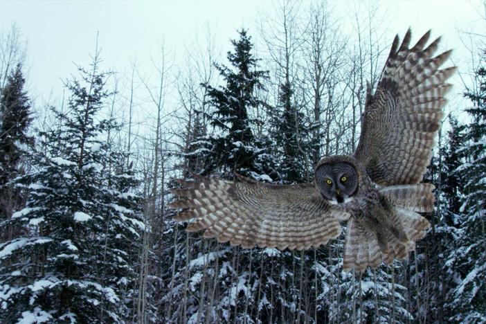 Canada: Surviving the Wild North: asset-mezzanine-16x9
