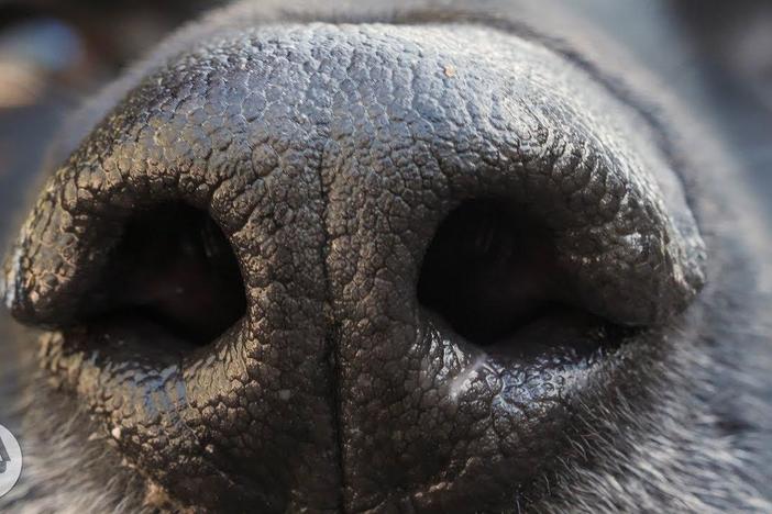 How Your Dog's Nose Knows So Much: asset-mezzanine-16x9