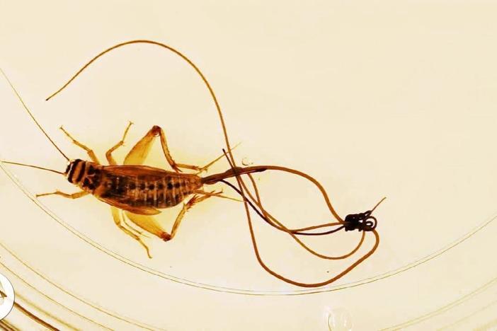 These Hairworms Eat a Cricket Alive and Control Its Mind: asset-mezzanine-16x9