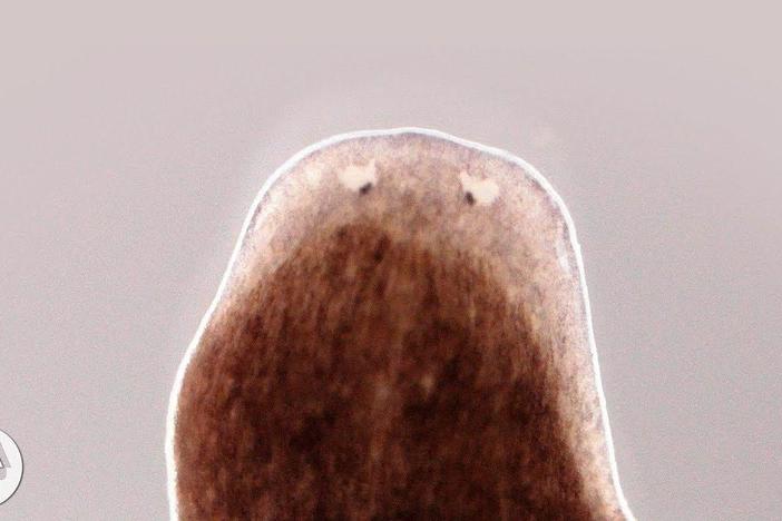 Want a Whole New Body? Ask This Flatworm How: asset-mezzanine-16x9