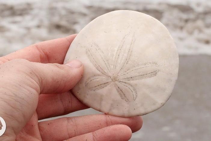A Sand Dollar's Breakfast is Totally Metal: asset-mezzanine-16x9