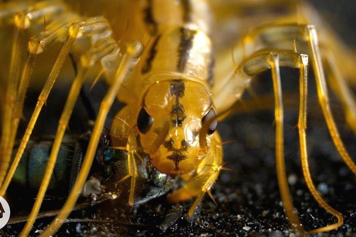 The House Centipede is Fast, Furious, and Just So Extra: asset-mezzanine-16x9