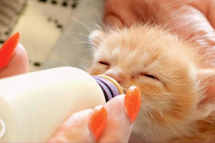 How Kittens Go From Clueless to Cute: asset-mezzanine-16x9
