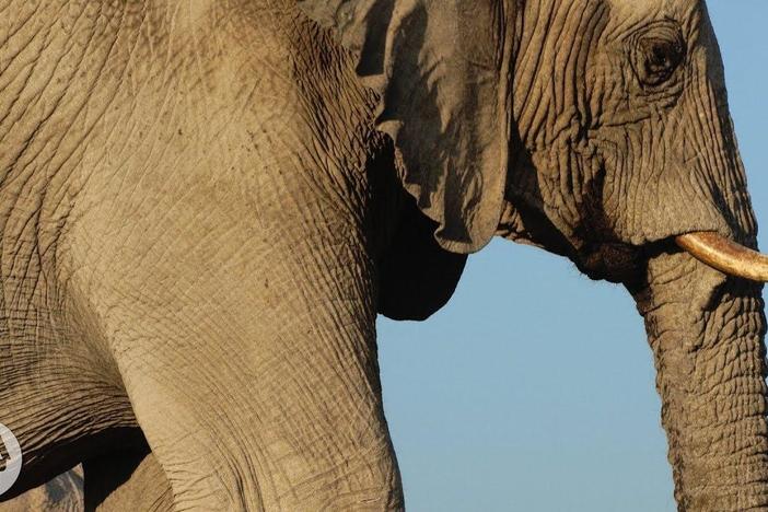 How Elephants Listen ... With Their Feet: asset-mezzanine-16x9