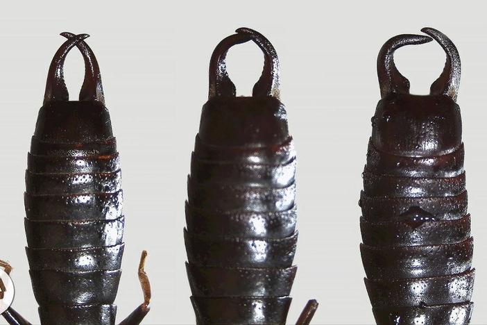 What Do Earwigs Do With Those Pincers Anyway?: asset-mezzanine-16x9