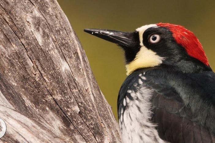 You'd Never Guess What an Acorn Woodpecker Eats: asset-mezzanine-16x9