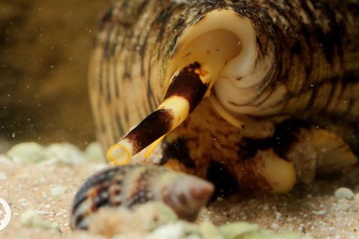 Watch These Cunning Snails Stab and Swallow Fish Whole: asset-mezzanine-16x9
