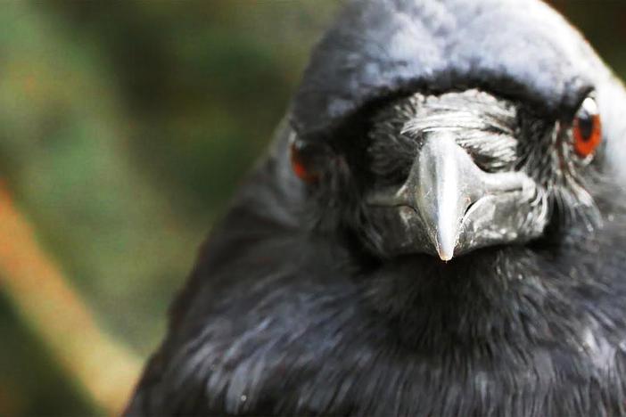 You've Heard of a Murder of Crows. How About a Crow Funeral?: asset-mezzanine-16x9