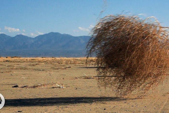 Why Do Tumbleweeds Tumble?: asset-mezzanine-16x9